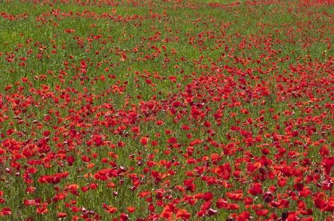 Poppy fields Foto stock