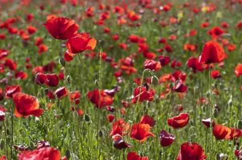 Poppy fields Stock Photos