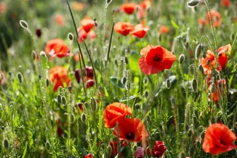 Poppy fields Stock Photos