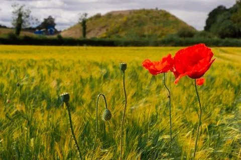 Poppy in fields Stock Photos