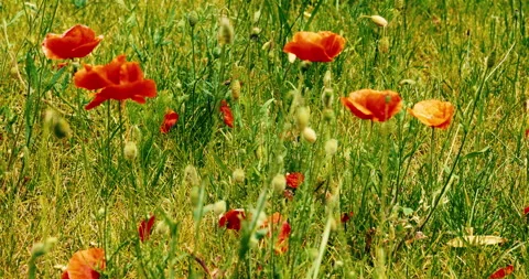 Poppy fields in summer. wind blowing on poppies Stock Footage 341669454