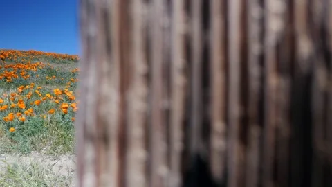 Poppy fields in the wind 2 Stock Footage