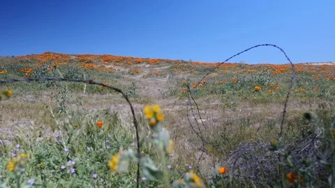 Poppy fields in the wind Stock Footage 77850292