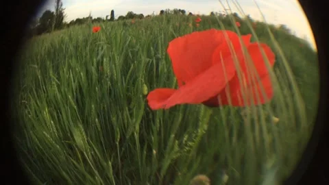 Poppy Fish Eye 動画素材 130757215