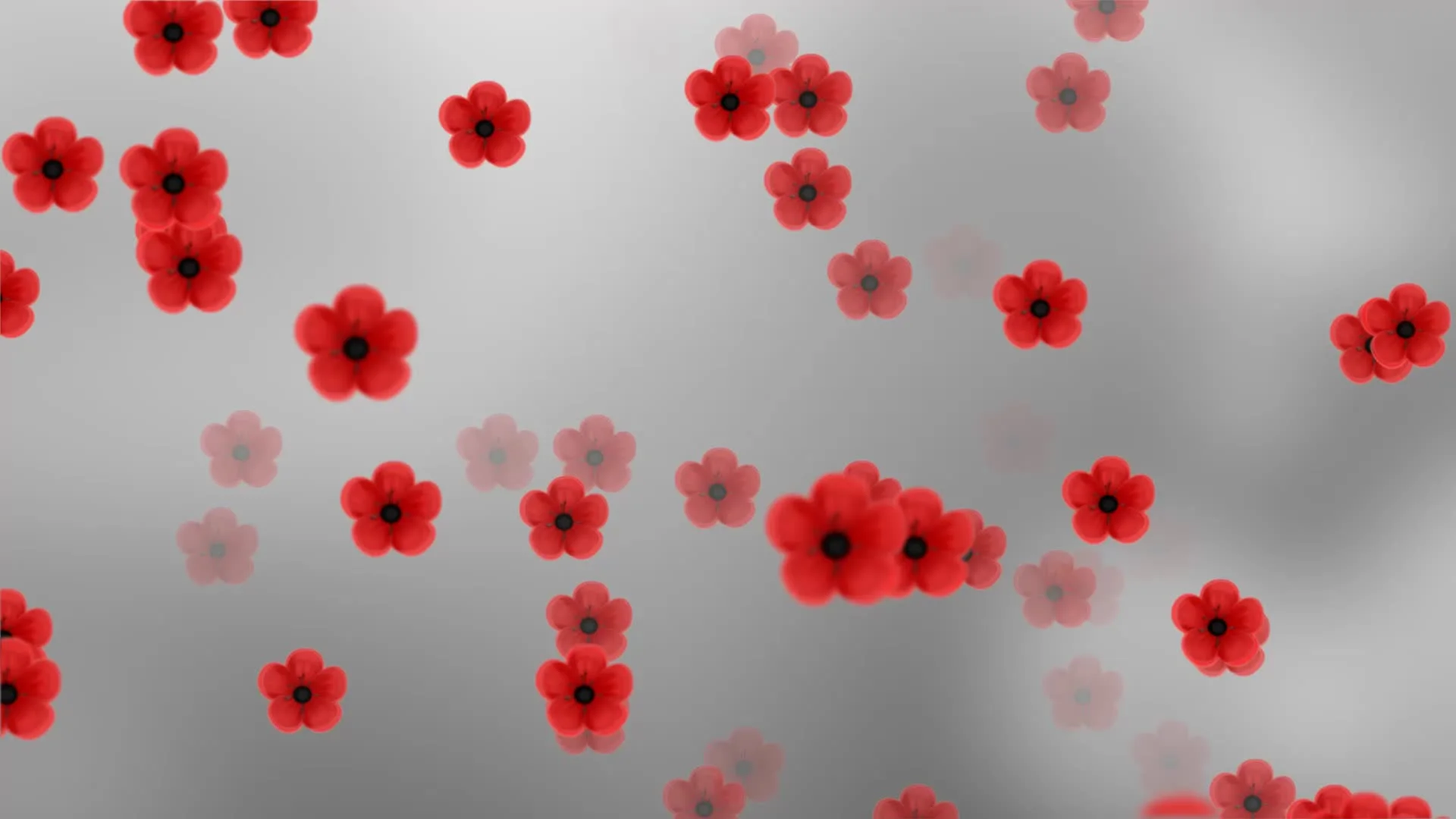 Poppy Flower Animation Background Loop | Stock Video | Pond5