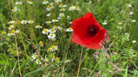 Poppy flower between daisies Stock Footage 132654601