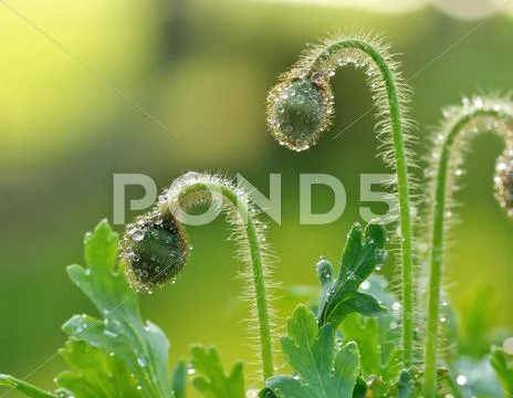 Poppy flower buds Stock Photos