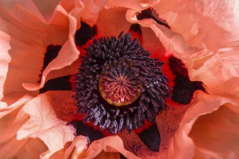 Poppy flower close-up. Stock Photos