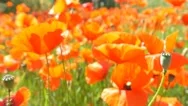 Poppy Flower Field 4K Flying Through Flowers Pov Point Of View Stock Footage