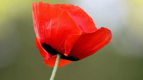 Poppy Flower Video stock 22575823
