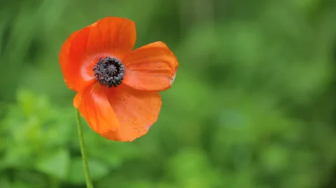 Poppy Flower Stock Footage 39222572
