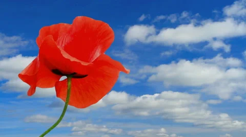 Poppy flower. Stock Footage 40389098