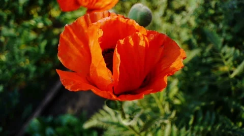 Poppy Flower Stock Footage 41348369