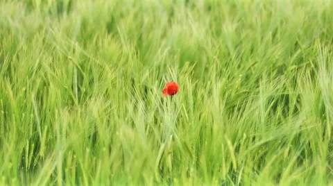 Poppy Flower Vidéo 47050682
