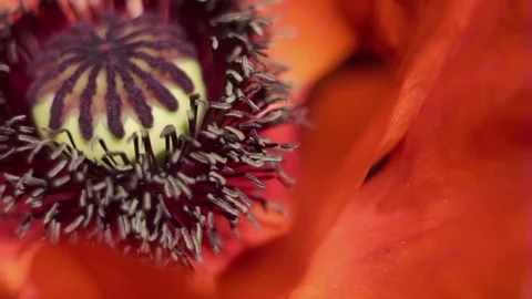Poppy flower Stock Footage 76325679