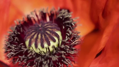 Poppy flower Stock Footage 76325701