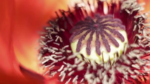 Poppy flower Stock Footage 76325715