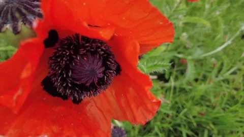 Poppy Flower 動画素材 201441243