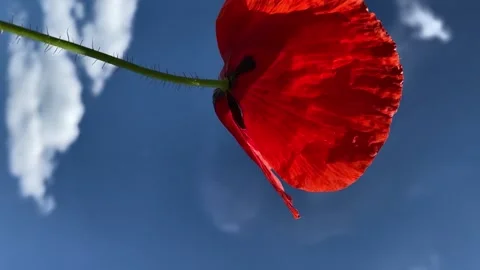 POPPY FLOWER 스톡 동영상 231409584