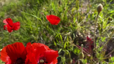 Poppy flower Stock Footage 242938950