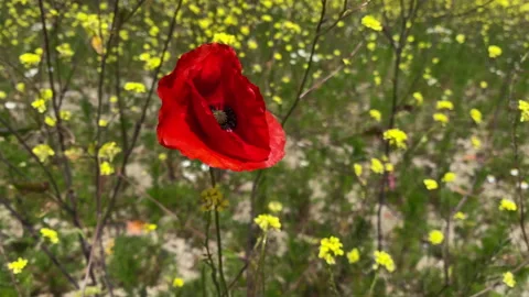 Poppy flower Stock Footage 242940779