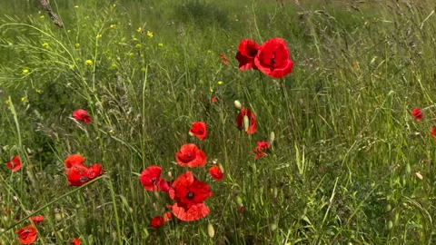 Poppy flower Stock Footage 242991897
