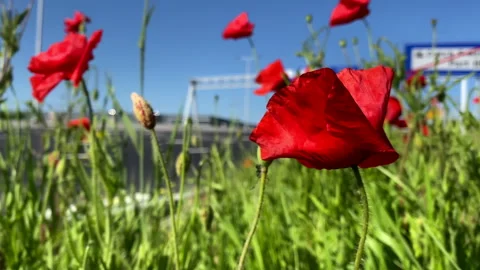 Poppy flower Stock Footage 242992213