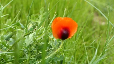 A poppy flower in the grass Stock-Footage 240952449