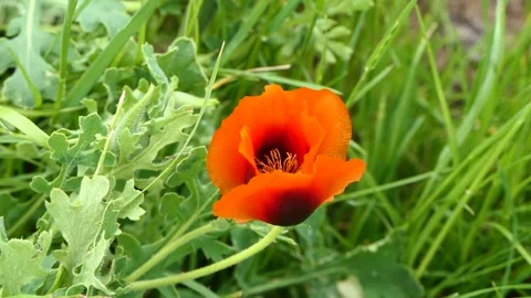 A poppy flower in the grass Stock Footage 240952450