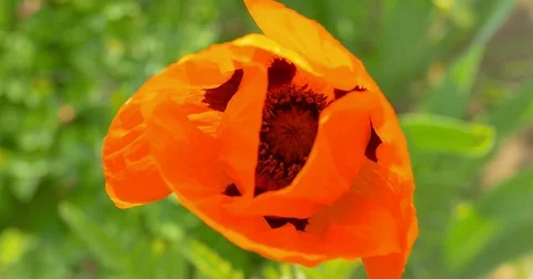 Poppy flower grows close-up Stock Footage 76446733