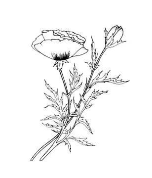 Poppy flower. Stock Illustration