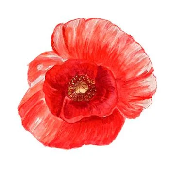 Poppy flower Stock Illustration