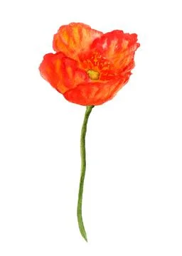Poppy flower Stock Illustration