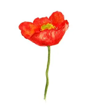 Poppy flower Stock Illustration