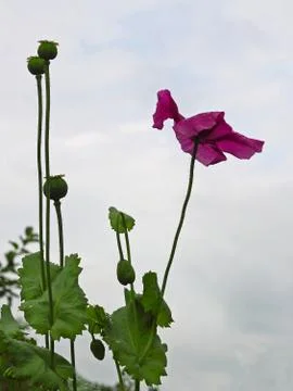 Poppy flower Stock Photos