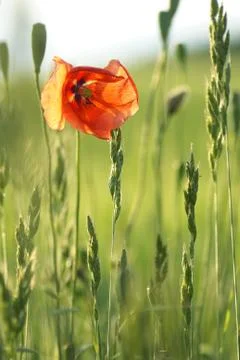 Poppy flower Stock Photos