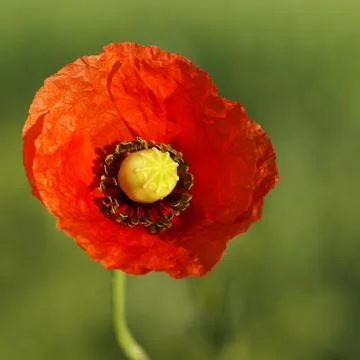Poppy flower Stock Photos