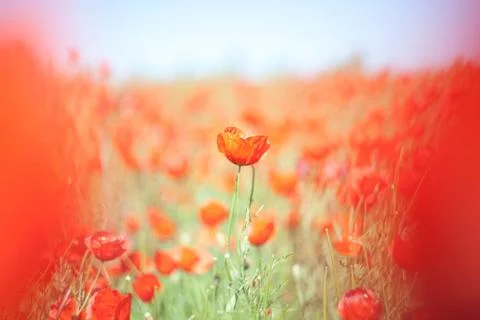 Poppy flower Stock Photos