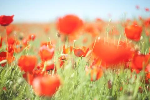 Poppy flower Stock Photos