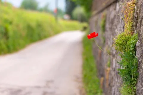 Poppy flower Stock Photos