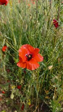 Poppy Flower Stock Photos