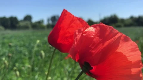 Poppy flower in rye close up Stock Footage 156401550
