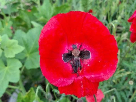 Poppy flower in the spring Stockfoto's