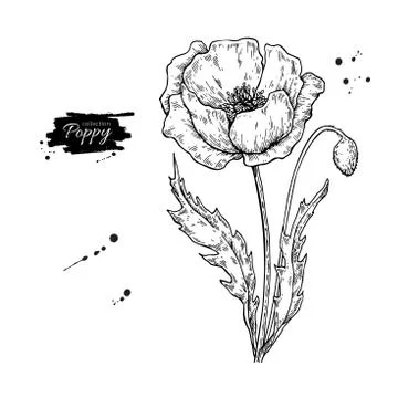 Poppy flower vector drawing set. Isolated wild plant and leaves. Stock Illustration