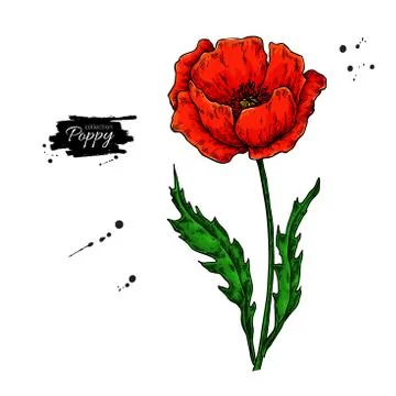 Poppy flower vector drawing set. Isolated wild plant and leaves in bouquet. H Stock Illustration