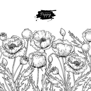 Poppy flower vector drawing set. Isolated wild plant and leaves in bouquet Stock Illustration