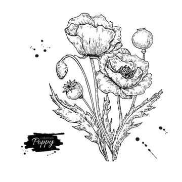 Poppy flower vector drawing set. Isolated wild plant and leaves. Stock Illustration