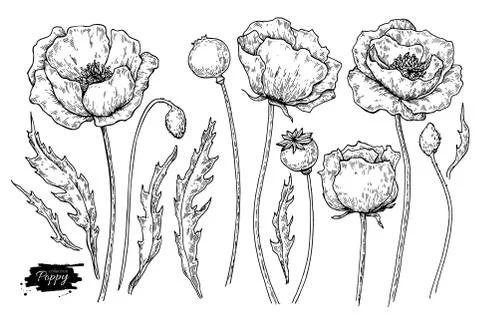 Poppy flower vector drawing set. Isolated wild plant and leaves. Herbal engraved Stock Illustration