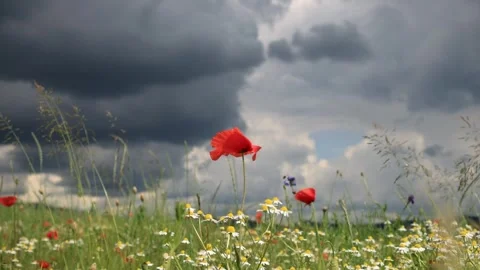 A poppy flower in the wind in a field. Stock Footage 243375904