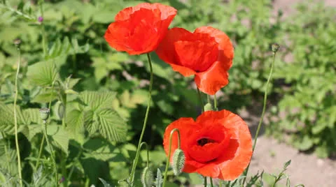 Poppy flower on the wind Stock Footage 23711607